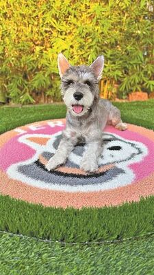 Soft Child Pet Friendly Artificial Grass 20mm - 35mm Non Toxic Artificial Grass For Dog Runs, Pet Areas